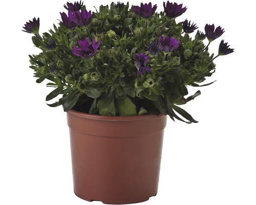 Gänseblümchenbusch in einem Topf