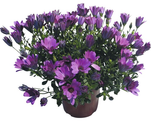 Gänseblümchen in einem Topf