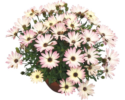 Kapkörbchen FloraSelf Osteospermum ecklonis Ø 14 cm Topf zufällige Sortenauswahl