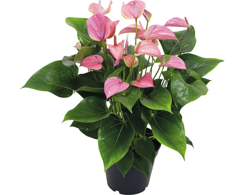 Flamingoblume/ Anthurie FloraSelf Anthurium x Hybride 'Joli Pink' H 45-50 cm Ø 17 cm Topf