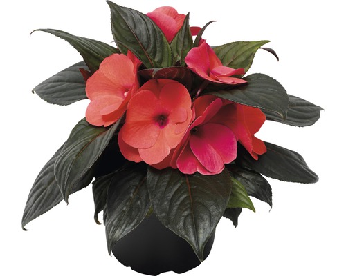 Fleißiges Lieschen in einem Topf