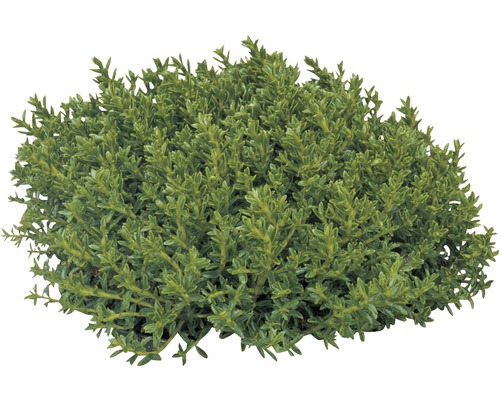 Immergrüne, buschige Strauchpflanze