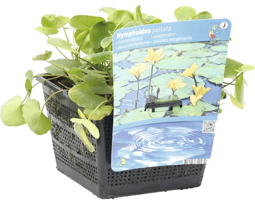 Teichleberblümchen im Topf, Sauerstoffpflanze für Teiche