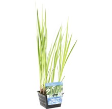 Kalmus FloraSelf Acorus calamus H 10-70 cm Co 3 L