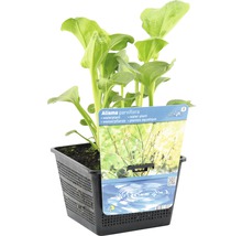 Rundblätriger Froschlöffel FloraSelf Alisma parviflora H 10-80 cm Co 3 L