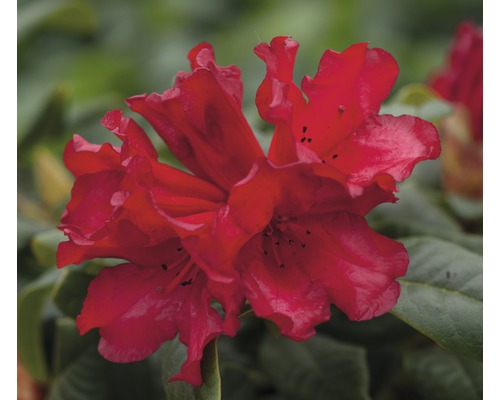 Zwerg-Alpenrose FloraSelf Rhododendron repens 'Scarlet Wonder' H 25-30 cm Co 3 L