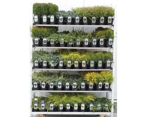 Regal mit verschiedenen Topfpflanzen für den Garten