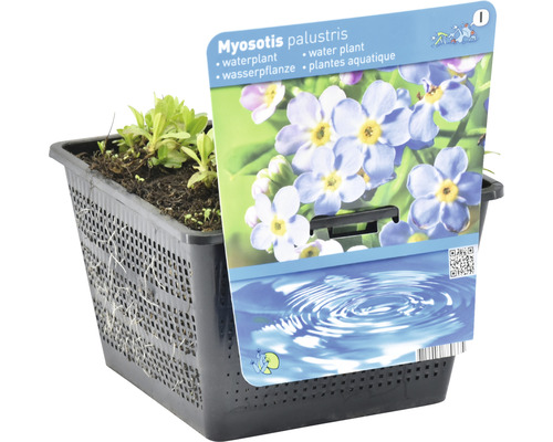 Vergissmeinnicht Wasserpflanze im Topf