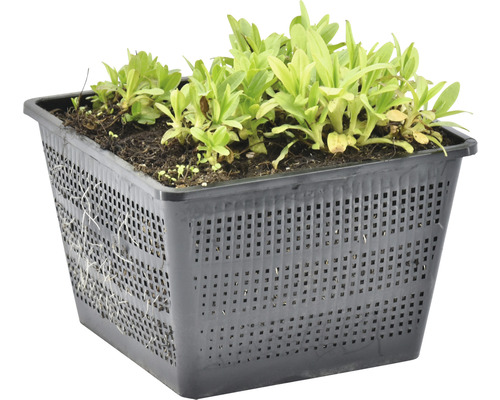Jungpflanzen in einem schwarzen Pflanzkorb