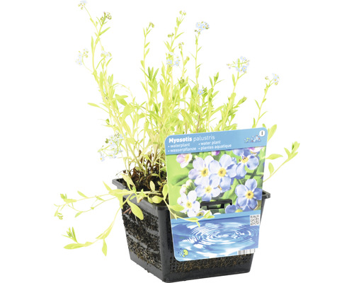 Sumpfvergissmeinnicht im Topf