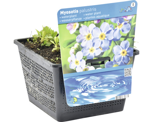 Sumpf-Vergissmeinnicht im Pflanzkorb
