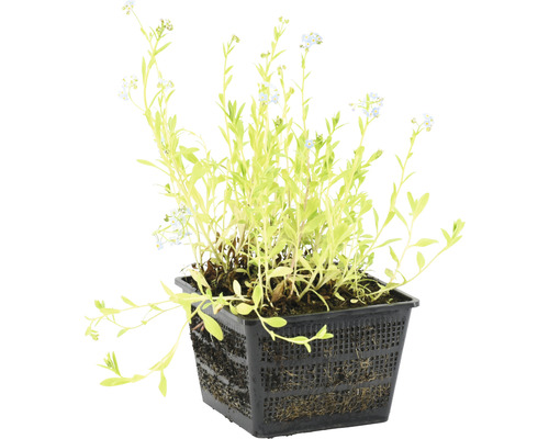 Vergissmeinnicht Pflanze im schwarzen Topf