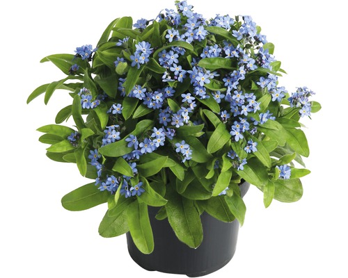 Vergissmeinnicht FloraSelf Myosotis Ø 10,5/11 cm Topf