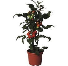 Snack-Tomate FloraSelf Lycopersicon esculentum 'Candytree' Ø 14 cm Topf-thumb-0