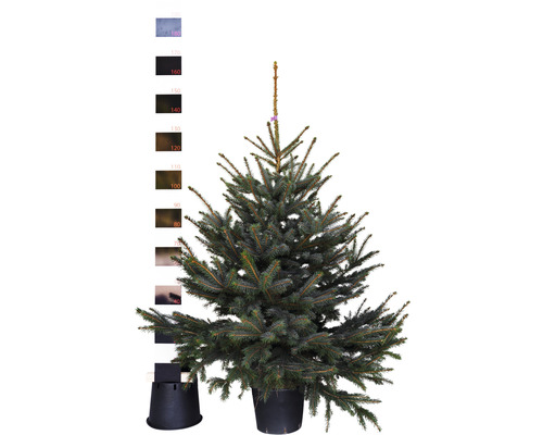 Blaufichte, Blaue Stechfichte H 125-150 cm Co 12 L Weihnachtsbaum gesägt und getopft