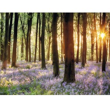 Lichter Wald mit Bäumen und vielen kleinen Blumen am Boden
