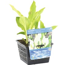 Weiße Scheinkalla FloraSelf Lysichiton camtschatcensis H 10-60 cm Co 3 L