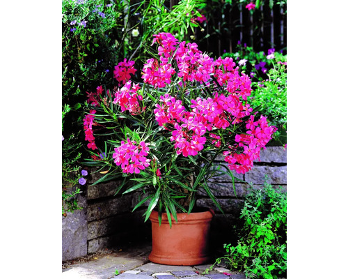 Oleander im Topf mit pinkfarbenen Blüten für den Garten oder Balkon