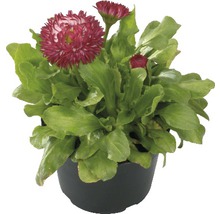 Bellis im Topf mit grünen Blättern und Blüten