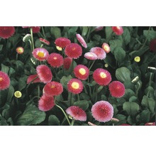 Gänseblümchen Bellis perennis Ø 9 cm Topf zufällige Sortenwahl-thumb-1