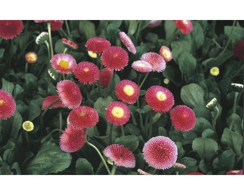 Gänseblümchen Bellis perennis Ø 9 cm Topf