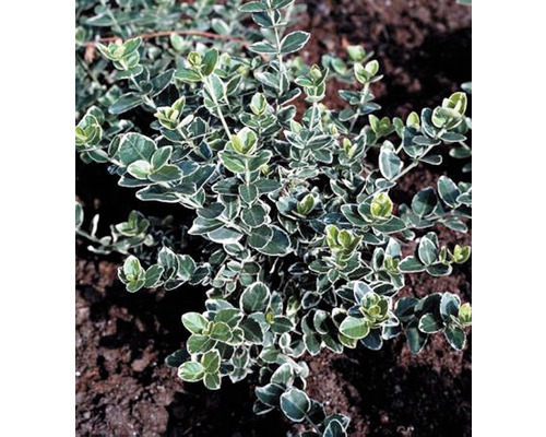 Weißbunte Kriechspindel FloraSelf Euonymus fortunei 'Emerald n Gaiety' 10/15 Triebe Ø 9 cm Topf