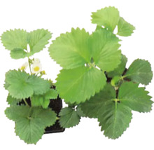 Erdbeerpflanze mit grünen Blättern und kleinen Blüten