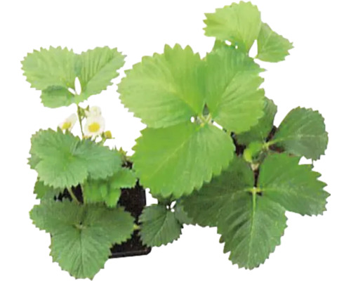 Erdbeerpflanze mit grünen Blättern und kleinen Blüten