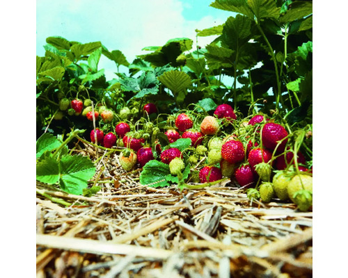 Erdbeerpflanze mit reifen und unreifen Früchten im Gartenbeet
