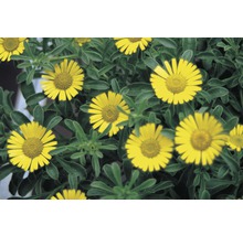 Gelbe Strandaster-Blüten mit grünen Blättern