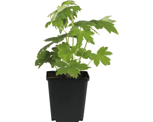 Rittersporn FloraSelf Delphinium x cultorum Pacific hybride H 10-80 cm Co 3 L blau Akelei Pflanze in einem schwarzen Topf.