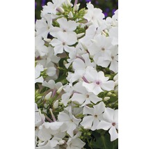 Nahaufnahme von weißen Flammenblumenblüten
