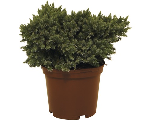 Teppichwacholder FloraSelf Juniperus squamata 'Blue Star' H 20-25 cm Co 3 L