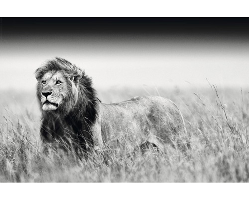 61x91,5 | Lion HORNBACH Poster cm