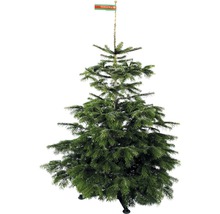 Nordmanntanne GOLD H 130-170 cm, geschlagener Weihnachtsbaum aus nachhaltigem Anbau-thumb-5