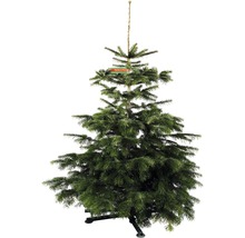 Nordmanntanne GOLD H 130-170 cm, geschlagener Weihnachtsbaum aus nachhaltigem Anbau-thumb-0