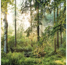 Waldszene mit Bäumen und üppiger Vegetation im Sonnenlicht