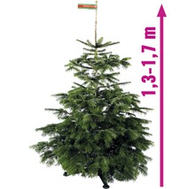 Nordmanntanne GOLD H 130-170 cm, geschlagener Weihnachtsbaum aus nachhaltigem Anbau-thumb-3
