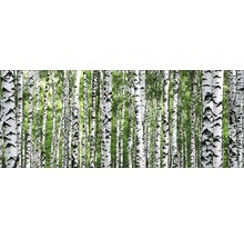 Birkenwald mit weißen Stämmen und grünen Blättern