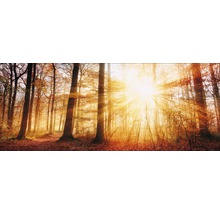 Waldlandschaft mit Sonnenstrahlen, Herbstlaub und Baumstämmen