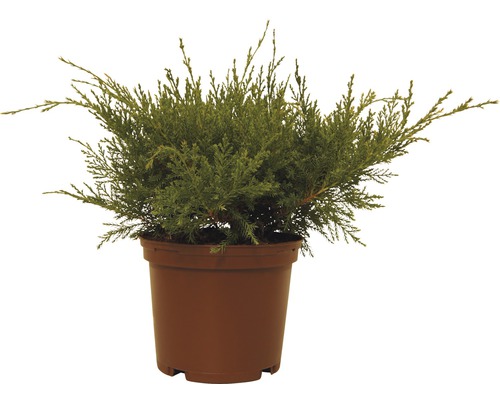 Wacholderpflanze im Topf