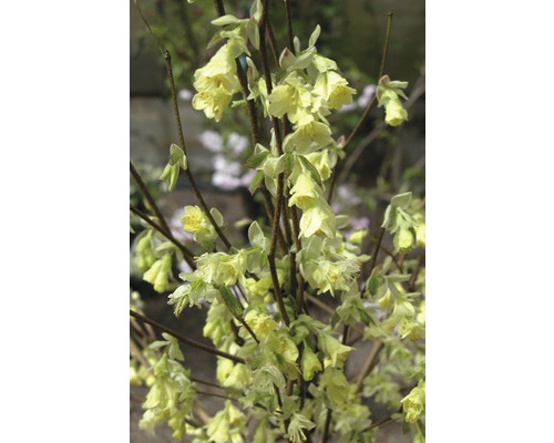 Scheinhasel Corylopsis pauciflora H 40-50 cm Co 5 L