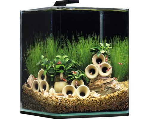 Dekoratives Aquarium mit Pflanzen, Steinen und Garnelen