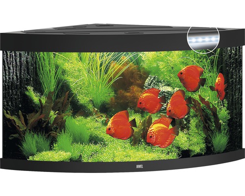 Eckaquarium mit Fischen und Pflanzen