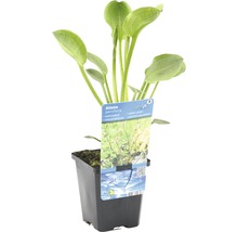Alisma parviflora Wasserpflanze im Topf