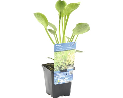 Alisma parviflora Wasserpflanze im Topf