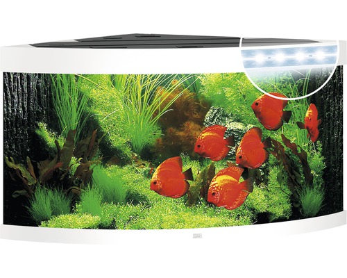 Eckaquarium mit Fischen und Wasserpflanzen