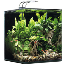 Eingerichtetes Aquarium mit Pflanzen, Steinen und Garnelen