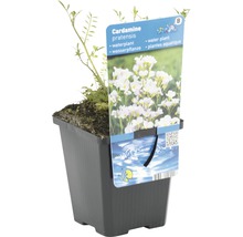 Pflanze Cardamine pratensis im Topf