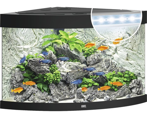 Eckaquarium mit Fischen, Pflanzen, Steinen und Beleuchtung